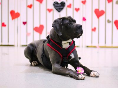 Bella | Italian Corso Dog | Manchester - 4