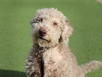 Milo | Terrier (Bedlington) | Darlington - 3