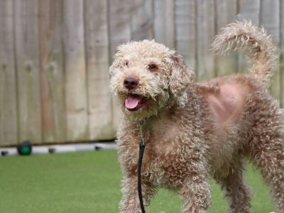 Milo | Terrier (Bedlington) | Darlington - 5