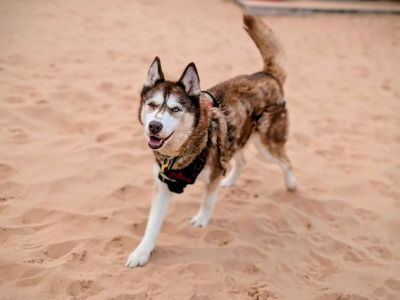 Layla | Siberian Husky | Cardiff - 5
