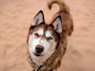 Layla | Siberian Husky | Cardiff - 3