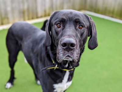 Great dane x labrador puppies hot sale