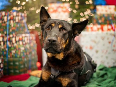Stevie | Dutch Shepherd Cross | Kenilworth (West Midlands) - 2