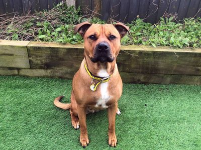 Mazda | Terrier (Staffordshire Bull) Cross | Merseyside (Liverpool) - 3