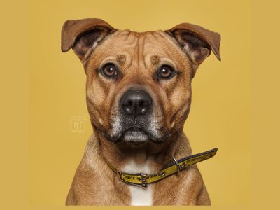 Mazda | Terrier (Staffordshire Bull) Cross | Merseyside (Liverpool) - 3