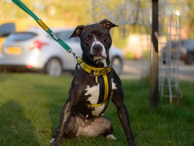 Stella | Terrier (Staffordshire Bull) Cross | Kenilworth (West Midlands) - 5
