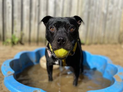 Wiley, a 8 years old male Staffordshire Bull Terrier available for adoption from Dogs Trust in Devon