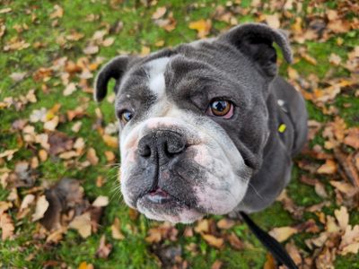 Bulldog puppies sales for adoption