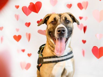 Axle | Italian Corso Dog Cross | Shrewsbury (Shropshire) - 3