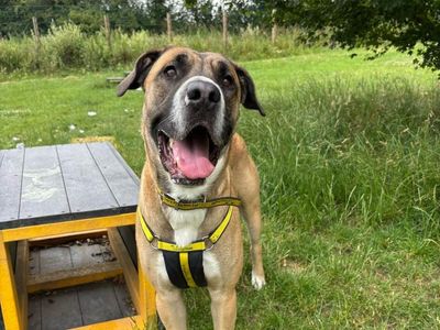 Axle | Italian Corso Dog Cross | Shrewsbury (Shropshire) - 5