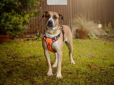 Storm | Italian Corso Dog Cross | Kenilworth (West Midlands) - 3