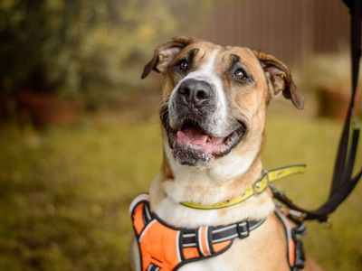 Storm | Italian Corso Dog Cross | Kenilworth (West Midlands) - 5