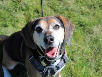 Milo | Beagle Cross | Glasgow - 4