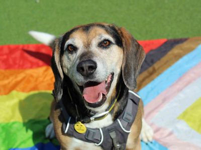 Milo | Beagle Cross | Glasgow - 2