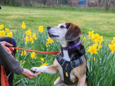 Milo | Beagle Cross | Evesham (Worcestershire) - 2
