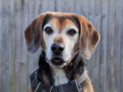 Milo | Beagle Cross | Evesham (Worcestershire) - 4