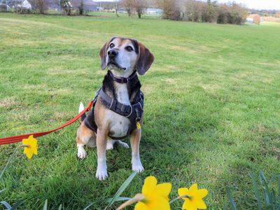 Milo | Beagle Cross | Evesham (Worcestershire) - 4