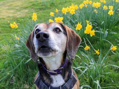 Milo | Beagle Cross | Evesham (Worcestershire) - 2