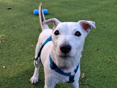 Isla | Terrier (Jack Russell) | Ilfracombe - 3