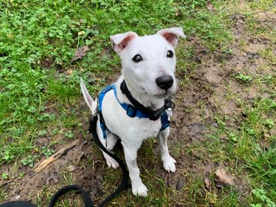 Isla | Terrier (Jack Russell) | Ilfracombe - 5