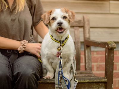 Bob | Terrier (Jack Russell) Cross | Kenilworth (West Midlands) - 5