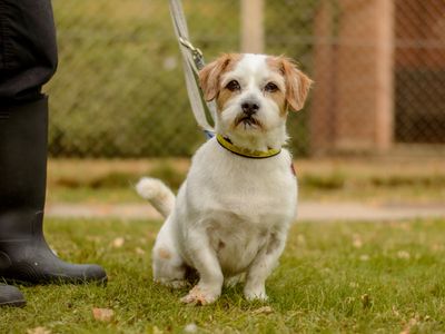 Bob | Terrier (Jack Russell) Cross | Kenilworth (West Midlands) - 3