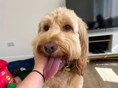 Archie | Spaniel (Cocker) Cross | Basildon (Essex) - 3