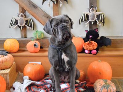 Nala | Italian Corso Dog Cross | Harefield West London - 3