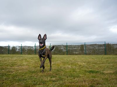 Marnie | Crossbreed | Evesham (Worcestershire) - 3