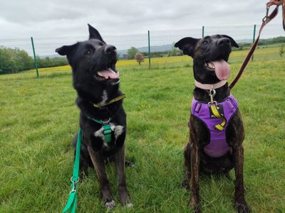 Marnie | Crossbreed | Evesham (Worcestershire) - 5