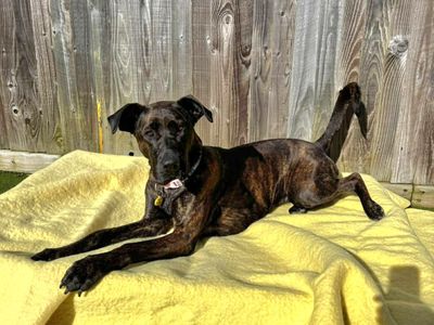 Marnie | Crossbreed | Evesham (Worcestershire) - 3