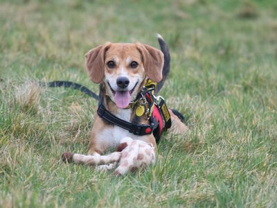 Whippets for adoption online near me