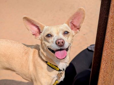 Honey-Bun | Chihuahua (Smooth Coat) Cross | Cardiff - 3
