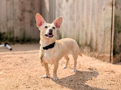 Honey-Bun | Chihuahua (Smooth Coat) Cross | Cardiff - 5