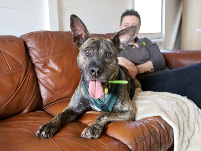 Kaye | Italian Corso Dog Cross | Leeds - 2