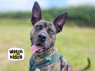 Kaye — Italian Corso Dog Cross