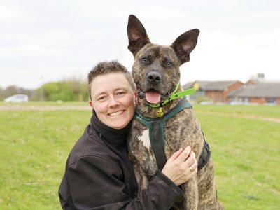 Kaye | Italian Corso Dog Cross | Leeds - 3