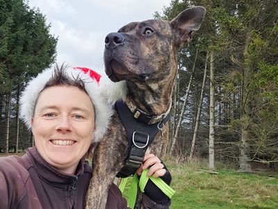 Kaye | Italian Corso Dog Cross | Leeds - 4