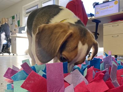 Millie | Beagle | Basildon (Essex) - 5