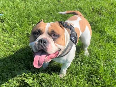 Moss | American Bully Pocket | West Calder (Edinburgh) - 2