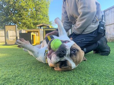 Moss | American Bully Pocket | West Calder (Edinburgh) - 4