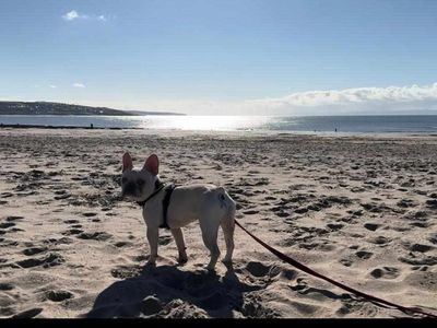 Antoine | French Bulldog | Shoreham (Sussex) - 2