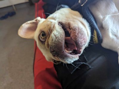 Antoine | French Bulldog | Bridgend (Wales) - 5
