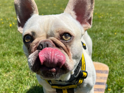Antoine | French Bulldog | Bridgend (Wales) - 3