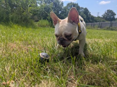 Antoine | French Bulldog | Bridgend (Wales) - 2