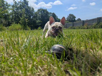 Antoine | French Bulldog | Bridgend (Wales) - 4