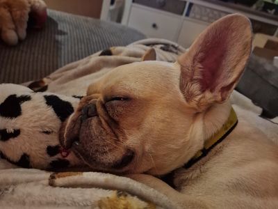 Antoine | French Bulldog | Shoreham (Sussex) - 2