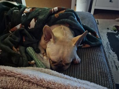 Antoine | French Bulldog | Shoreham (Sussex) - 4