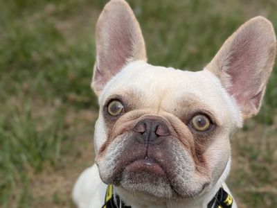 Antoine | French Bulldog | Shoreham (Sussex) - 4