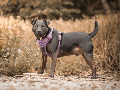 Billy | Terrier (Patterdale) | Merseyside (Liverpool) - 1